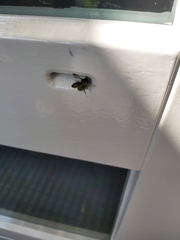 Megachile versicolor