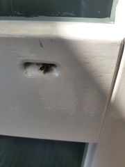 Megachile versicolor