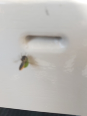 Megachile versicolor