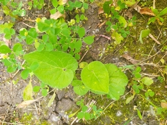 Viola collina