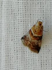 Acrobasis repandana