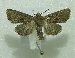 Oligia strigilis