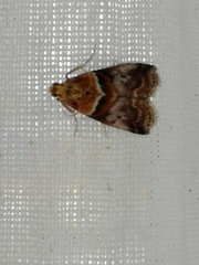 Acrobasis repandana