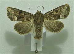 Oligia strigilis