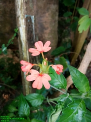 Crossandra nilotica