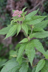 Eupatorium cannabinum