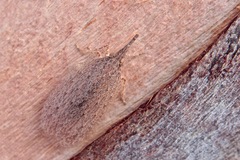 Rentinus dilatatus