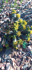 Euphorbia nesemannii
