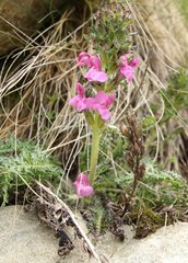 Pedicularis gyroflexa