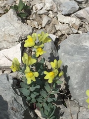 Linaria tonzigii