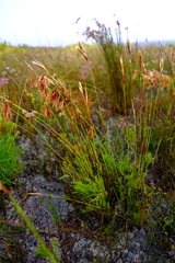 Thamnochortus pellucidus