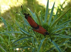 Zygaena rubicundus