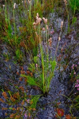 Thamnochortus pellucidus