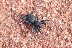 Nyssus