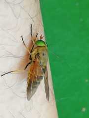 Philipomyia