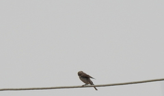 Gymnoris xanthocollis
