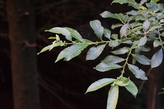 Salix appendiculata