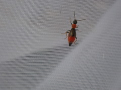 Cerapheles terminatus