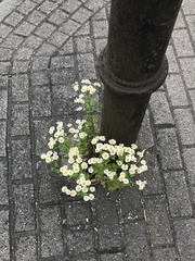 Tanacetum parthenium