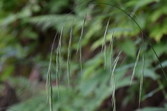 Bromus benekenii