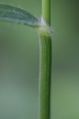 Bromus benekenii