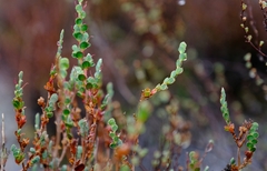 Cliffortia phyllanthoides