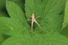 Pisaura ancora