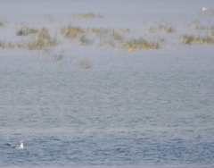 Chroicocephalus brunnicephalus