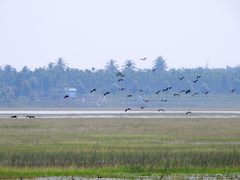 Dendrocygna javanica