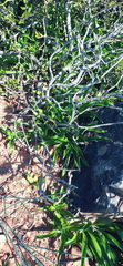 Chlorophytum crispum