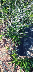 Chlorophytum crispum