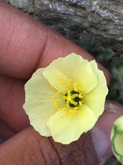 Papaver radicatum kluanense