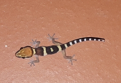 Pachydactylus atorquatus