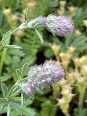 Trifolium arvense