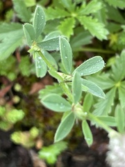 Trifolium arvense
