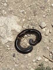 Archispirostreptus syriacus