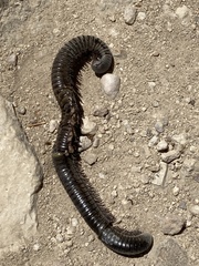 Archispirostreptus syriacus