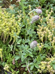 Trifolium arvense