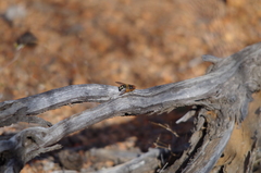 Microtropesa sinuata