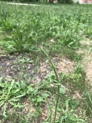 Cichorium intybus