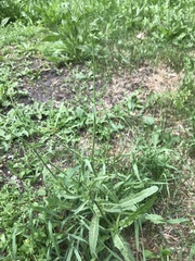 Cichorium intybus