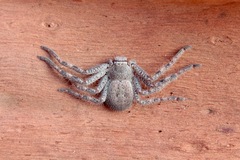 Isopedella saundersi