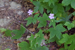 Geranium nodosum