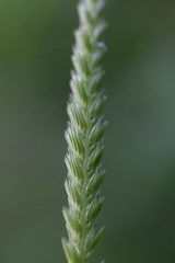 Cynosurus cristatus