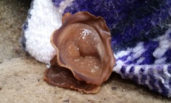 Peziza domiciliana