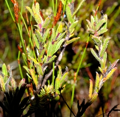 Lobostemon argenteus