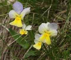 Viola calcarata