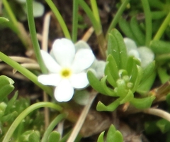 Androsace argentea