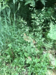 Poa
