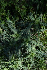 Carduus defloratus carlinifolius